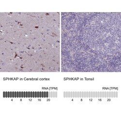 SPHKAP Antibody, Novus Biologicals 0.1mL; Unlabeled:Antibodies, Polyclonal